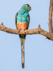 Golden-shouldered Parrot in Queensland Australia