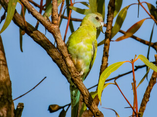 Golden-shouldered Parrot in Queensland Australia