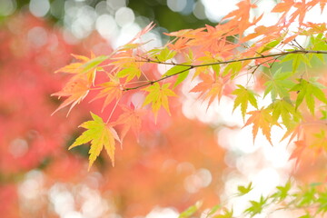close up of autumn colored maple leaves	
