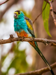 Golden-shouldered Parrot in Queensland Australia