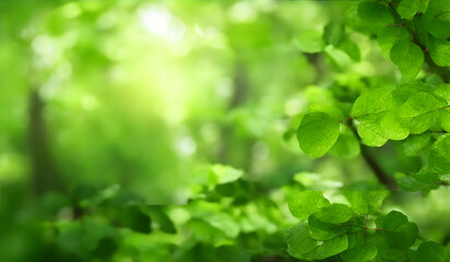 Fototapeta na wymiar Beautiful nature background with soft focus and bokeh. Green forest