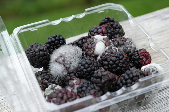 Moldy Fungus on Blackberries in Plastic Containers,  Understanding Food Contamination.