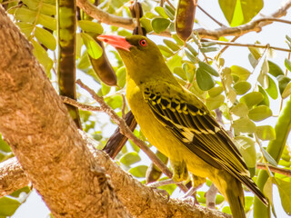 Green Oriole in Queensland Australia