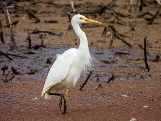 Intermediate Egret in Queensland Australia
