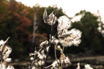 grass in the wind