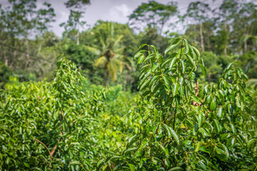 A perfect green cinnamon grove in Sri Lanka.