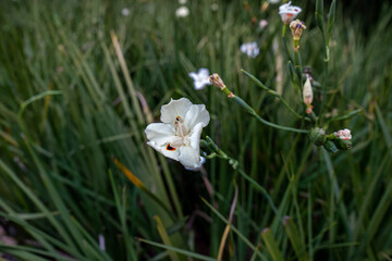 Pequena flor branca delicada de perto