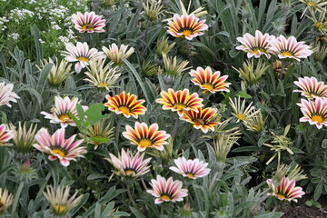 red and yellow flowers