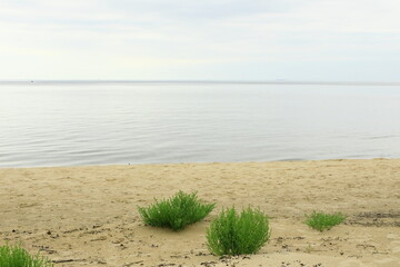 grass on the beach
