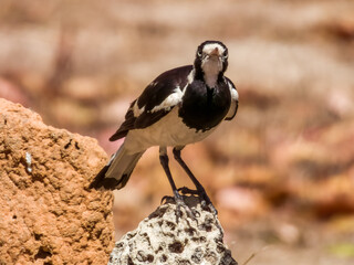 Magpie Lark in Queensland Australia
