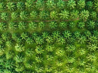Fototapeta premium Aerial view of Nature scene The drone is flying Top-view over Palm oil park eco energy power industrial, forest of pattern 