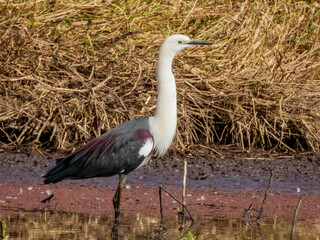 Pacific Heron in Queensland Australia