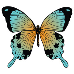 Behold the mesmerizing beauty of this orange and blue butterfly design. With intricate patterns and vibrant colors, this artwork captures the essence of nature's elegance.