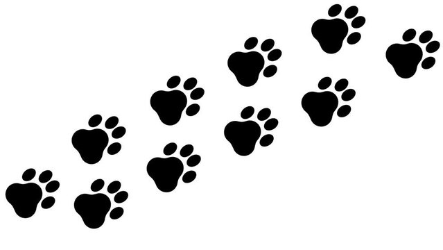 Trail of paw prints on white background
