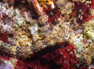 Fototapeta na wymiar Pipefish