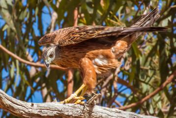 Red Goshawk in Queensland Australia