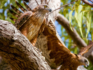 Red Goshawk in Queensland Australia