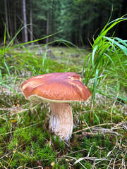 Amazing edible mushroom boletus edulis known as penny bun in grass