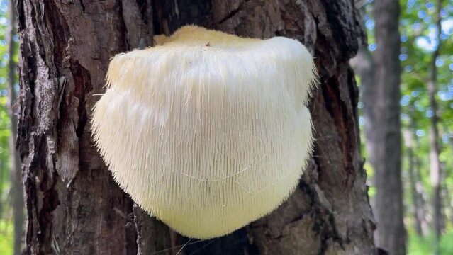 Lion's Mane mushroom on oak tree in the autumn forest. ( Hericium erinaceus )	