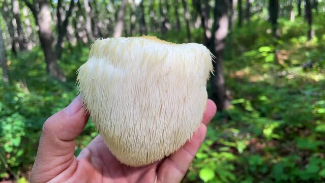 Lion's Mane mushroom on the hand in the autumn forest	
