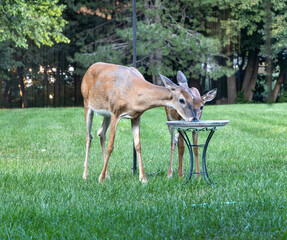 Close up landscape view of a mother deer and her fawn, getting a drink from a birdbath in a large...