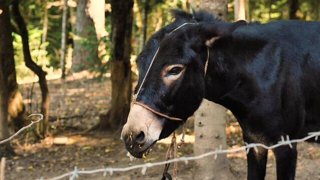 A black donkey chewing food standing behind a barbed wire fence. Forest in background. Donkey's muzzle is stained with food and drool. Feeding animals on a farm. Concept of animal breeding