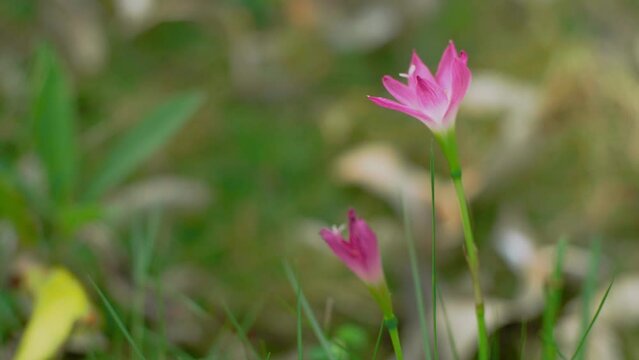 The Zephyranthes minuta flowers that live around the house make the atmosphere more colorful.