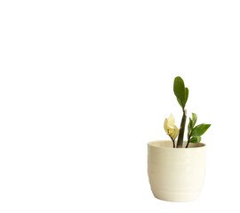 Variegated Zamioculcas zamiifolia (ZZ Plant) plant in a ceramic pot