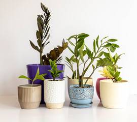 Set of different varieties of ZZ plants in a ceramic pots on white background