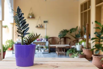 Fototapeten Zamioculcas zamiifolia black potted plant closeup © GreenThumbShots