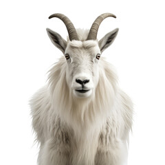 Mountain goat face shot on transparent background
