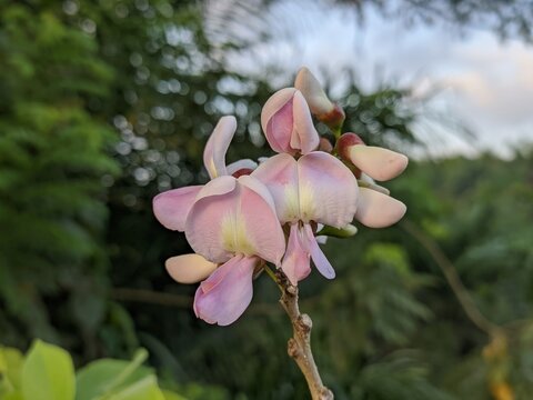 Gliricidia sepium flower in the morning