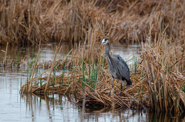 Blue Heron