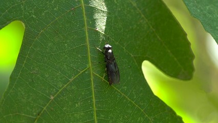A black soldier fly on a leaf