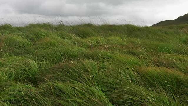 Tall grasses moved by the wind in the green mountains of the Scottish Highlands.