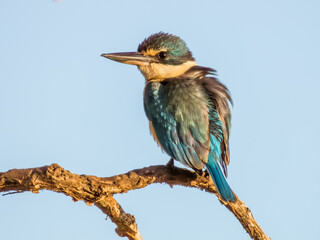 Sacred Kingfisher in Queensland Australia