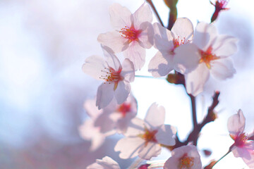 Obraz premium Cherry blossom in soft focus