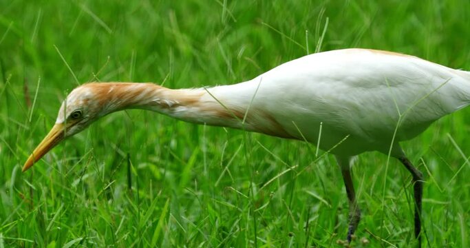 Bubulcus coromandus is the scientific name for the Eastern Cattle Egret, a bird species belonging to the heron family, Ardeidae. |黃頭鷺|東方黃頭鷺|牛背鷺