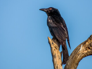 Spangled Drongo in Queensland Australia