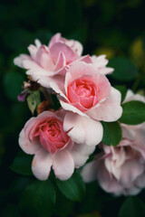 bouquet of roses
