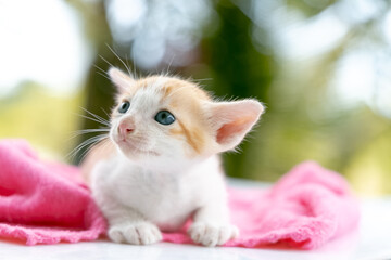 Little cat on pink cloth, nature background