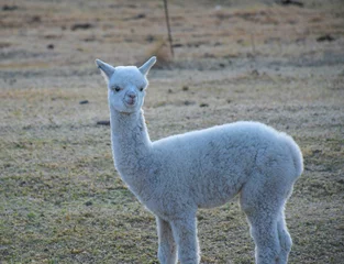 Fotobehang Alpaca farm animal with wool in Clarens South Africa © shams Faraz Amir