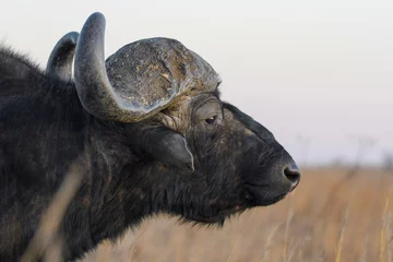 Stickers pour porte Parc national du Cap Le Grand, Australie occidentale African Buffalo bull portrait with big horns