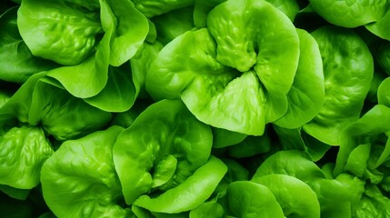 Obraz premium Generative AI : Fresh green lettuce close-up. Green fresh background. Banner. selective focus