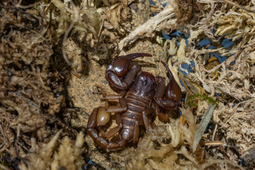 Euscorpius aquilejensis