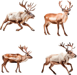 Reindeer (Charging, Standing, Walking, Running) - obrazy, fototapety, plakaty