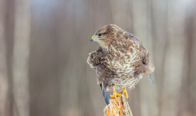 Common Buzzard in early spring at a wet forest