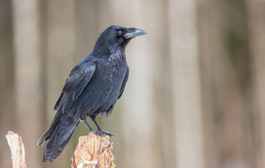 Common Raven - in winter at a wet forest