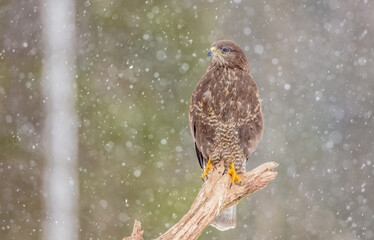 Common Buzzard in early spring at a wet forest