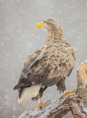 The white-tailed eagle - adult female - in early spring at the wet forest during the snowstorm